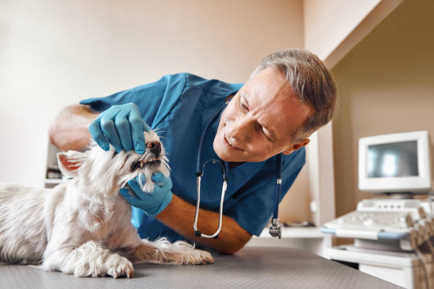 Best Weekend Emergency Dental Services in Maple Lake, MN
